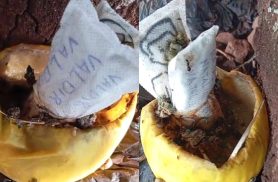 Melão, absorventes e nomes: combinação inusitada gera especulações em Cascavel