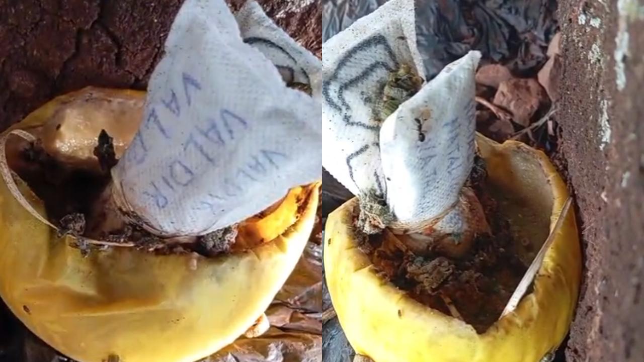 Melão, absorventes e nomes: combinação inusitada gera especulações em Cascavel
