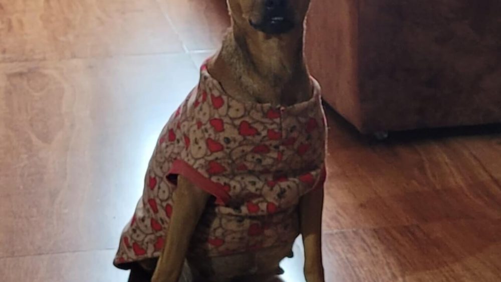 Cachorra Mel/Rabico desapareceu no bairro Cascavel Velho Imagem referente a Cachorra Mel/Rabico desapareceu no bairro Cascavel Velho