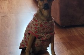 Cachorra Mel/Rabico desapareceu no bairro Cascavel Velho