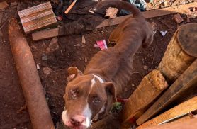 Polícia Civil prende homem por maus-tratos a animal em Tibagi