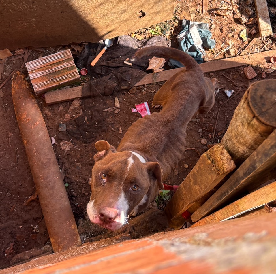 Imagem relativa a Polícia Civil prende homem por maus-tratos a animal em Tibagi