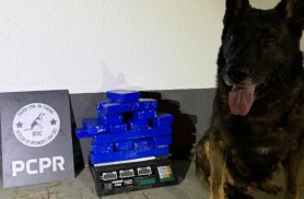 PCPR prende homem em flagrante e apreende 11 quilos de maconha em Maringá