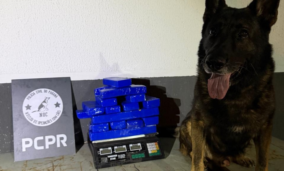 PCPR prende homem em flagrante e apreende 11 quilos de maconha em Maringá Imagem referente a PCPR prende homem em flagrante e apreende 11 quilos de maconha em Maringá