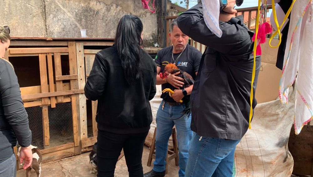 PCPR resgata galo utilizado em rinha em Cornélio Procópio Imagem referente a PCPR resgata galo utilizado em rinha em Cornélio Procópio