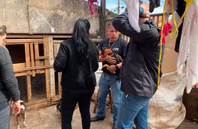 PCPR resgata galo utilizado em rinha em Cornélio Procópio