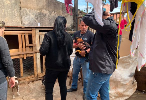 PCPR resgata galo utilizado em rinha em Cornélio Procópio