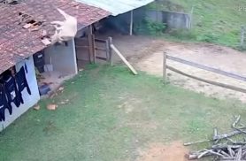 Que susto! Câmera flagra vaca caindo sobre telhado de residência