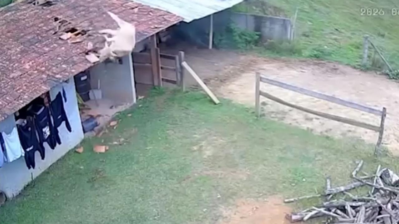 Que susto! Câmera flagra vaca caindo sobre telhado de residência