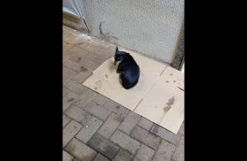 Cachorro é encontrado no bairro Centro