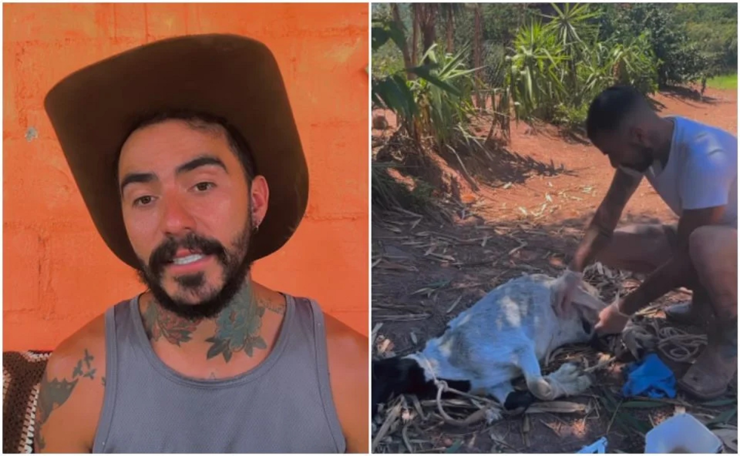 Vídeo antigo mostra que cabra encontrada morta no caso do OVNI já enfrentava grave problema de saúde