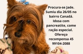 Cachorra Jade desapareceu no bairro Canadá