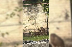 GM acompanha denúncia de cachorro amarrado na chuva em imóvel no Centro de Cascavel