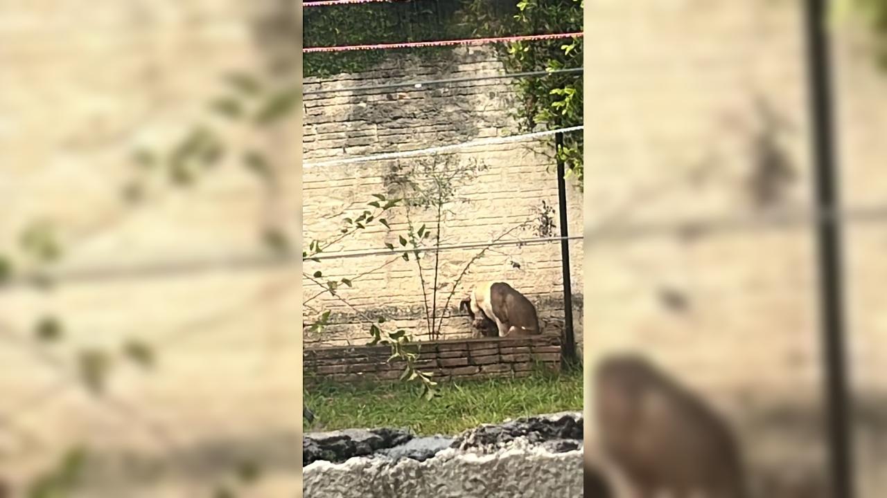 GM acompanha denúncia de cachorro amarrado na chuva em imóvel no Centro de Cascavel
