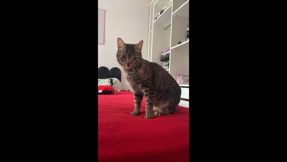 Gata Zara . Oferece recompensa pra quem achar desapareceu no bairro Tropical III Imagem referente a Gata Zara . Oferece recompensa pra quem achar desapareceu no bairro Tropical III