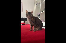 Gata Zara . Oferece recompensa pra quem achar desapareceu no bairro Tropical III