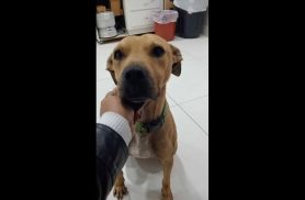 Cachorro é encontrado no bairro Centro
