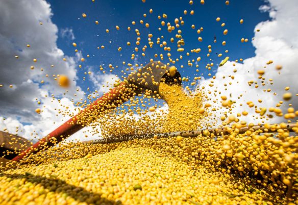 Conab: produção de grãos pode chegar a 358,6 milhões de toneladas