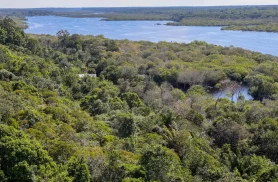 Fundo Amazônia quadruplica ritmo anual de aprovações desde 2023