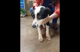 Cachorro é encontrado no bairro São Cristóvão