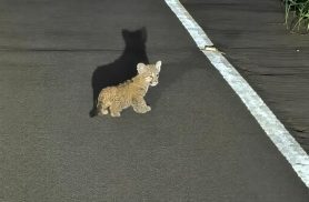 Motorista faz flagrante inesquecível ao encontrar três filhotes de onça na estrada