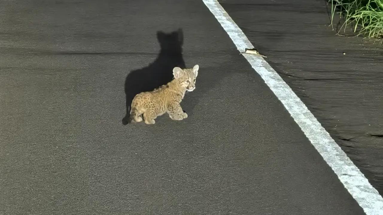 Motorista faz flagrante inesquecível ao encontrar três filhotes de onça na estrada