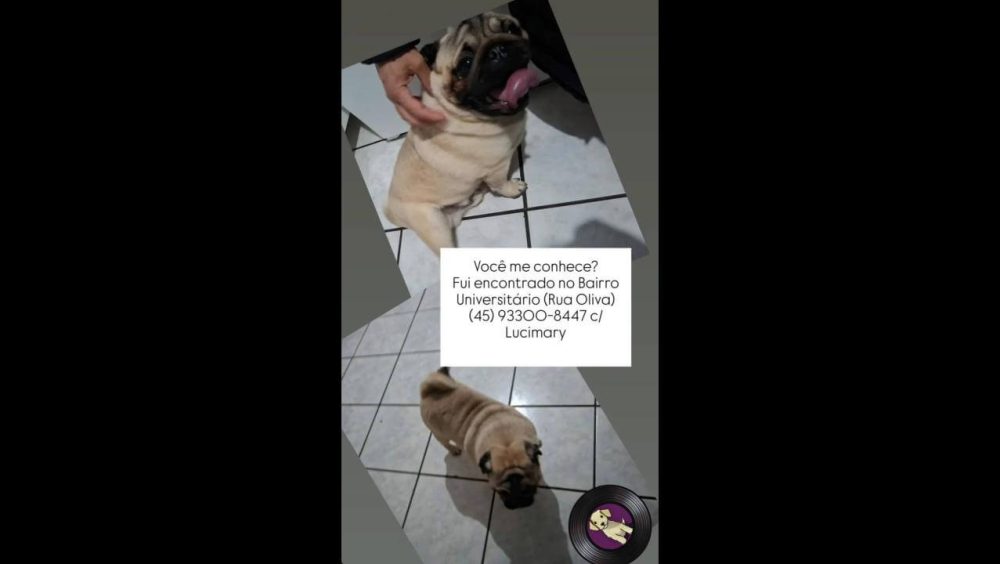 Cachorro é encontrado no bairro Universitário Imagem referente a Cachorro é encontrado no bairro Universitário