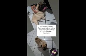 Cachorro é encontrado no bairro Universitário
