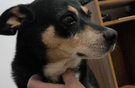 Cachorro Bob desapareceu no bairro Parque Verde