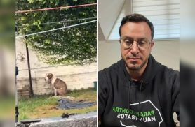 Caso do cachorro que ficou o dia inteiro na chuva em Cascavel repercute: "Pode sim configurar maus-tratos", afirma Laiola