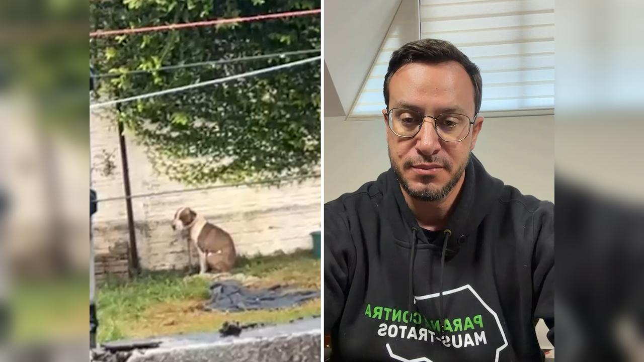 Caso do cachorro que ficou o dia inteiro na chuva em Cascavel repercute: “Pode sim configurar maus-tratos”, afirma Laiola