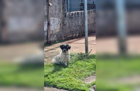 Mais um caso de maus-tratos: cão é mantido preso em lixeira no Riviera