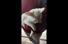 Gata é encontrada no bairro Santa Felicidade