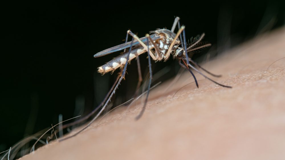 Chikungunya dispara em Toledo e já supera total de casos registrados em todo o ano passado Imagem referente a Chikungunya dispara em Toledo e já supera total de casos registrados em todo o ano passado