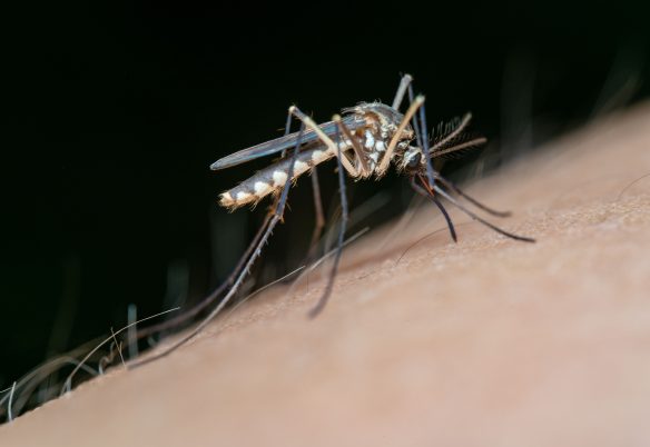 Chikungunya dispara em Toledo e já supera total de casos registrados em todo o ano passado