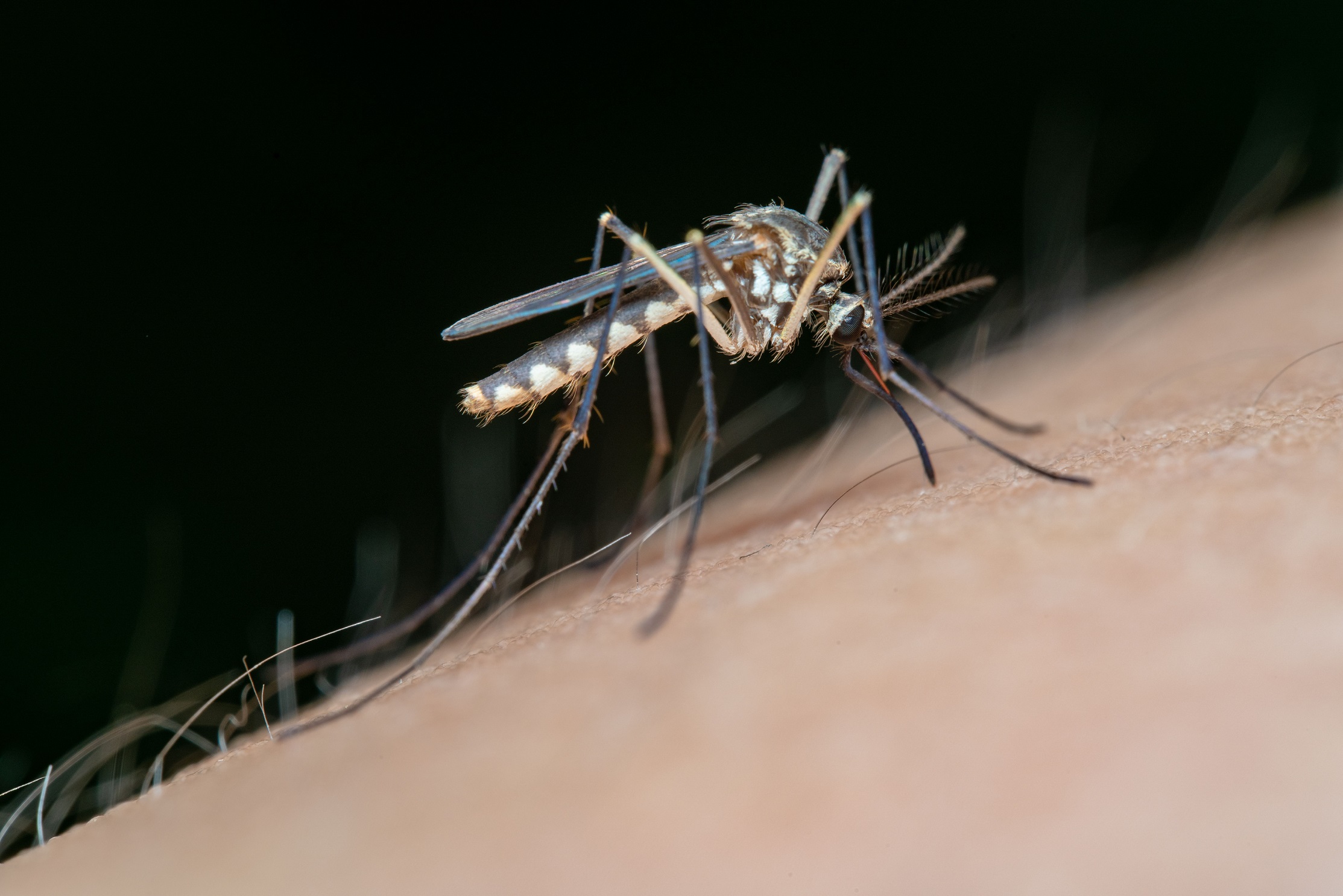 Imagem relativa a Chikungunya dispara em Toledo e já supera total de casos registrados em todo o ano passado
