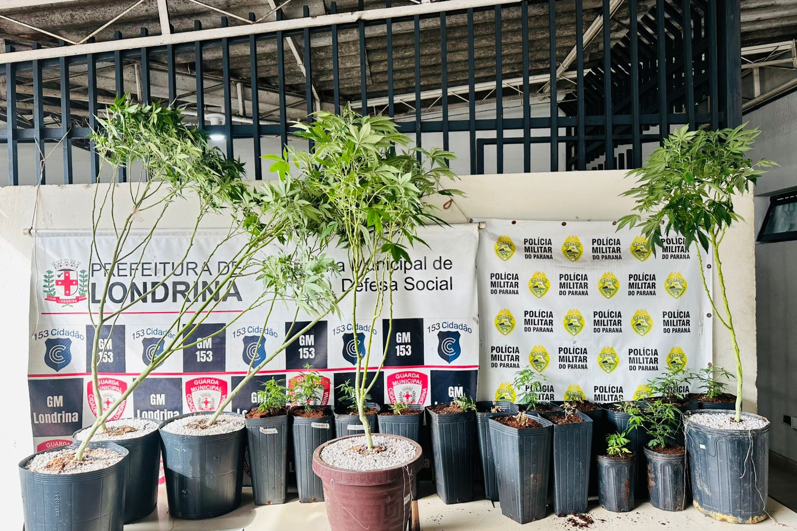 Homem é preso por cultivar maconha em imóvel usado só para plantio em Londrina