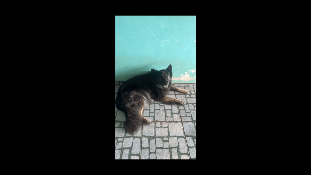 Cachorra Lola desapareceu no bairro Cascavel Velho Imagem referente a Cachorra Lola desapareceu no bairro Cascavel Velho