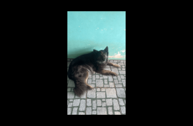 Cachorra Lola desapareceu no bairro Cascavel Velho