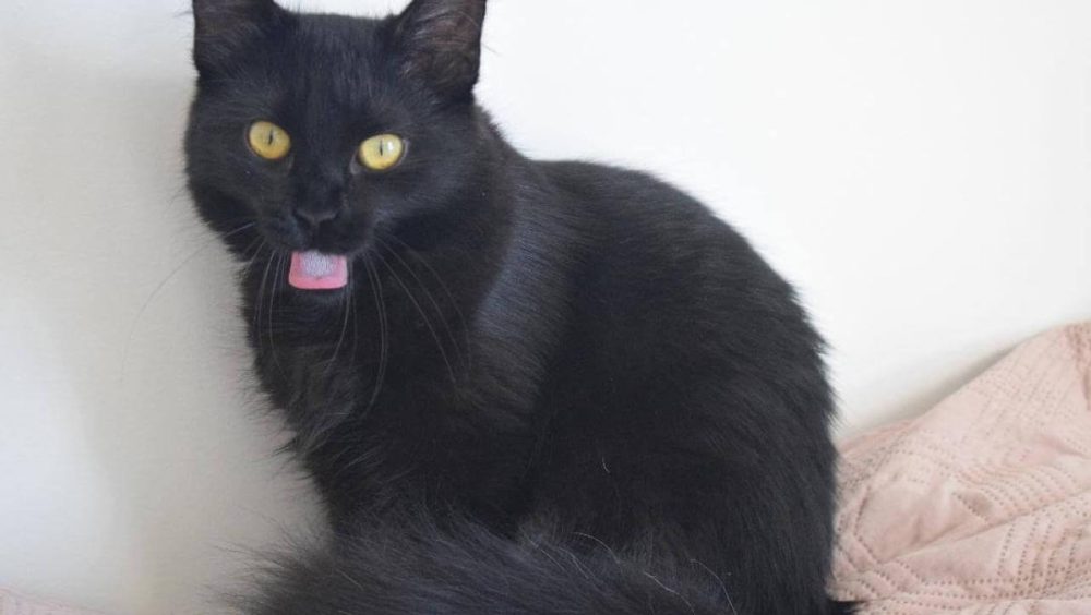 Gata Megg desapareceu no bairro Região do Lago Imagem referente a Gata Megg desapareceu no bairro Região do Lago