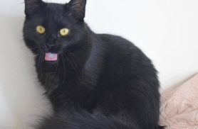 Gata Megg desapareceu no bairro Região do Lago