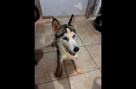 Cachorro é encontrado no bairro Alto Alegre