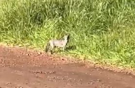 Animal misterioso chama atenção no bairro Quebec em Cascavel