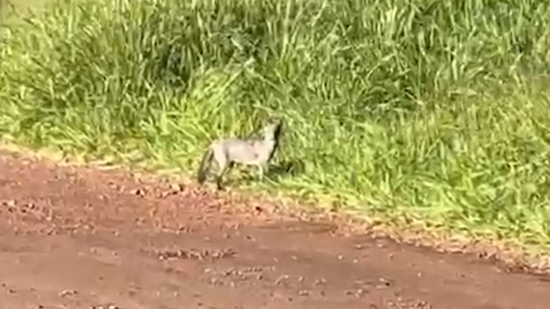 Animal misterioso chama atenção no bairro Quebec em Cascavel