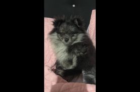 Cachorro João desapareceu no bairro Alto Alegre