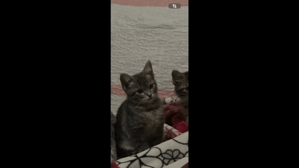 Gata Mia desapareceu no bairro Parque São Paulo Imagem referente a Gata Mia desapareceu no bairro Parque São Paulo