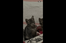 Gata Mia desapareceu no bairro Parque São Paulo