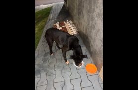 Cachorro é encontrado no bairro Pacaembu