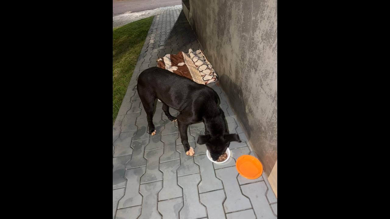 Imagem referente a Cachorro é encontrado no bairro Pacaembu