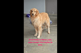 Cachorra é encontrada no bairro Maria Luiza